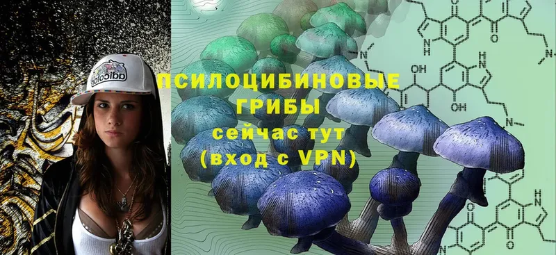 Псилоцибиновые грибы Psilocybine cubensis  Владивосток 